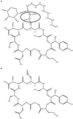 Synthesis and characterization of semisynthetic analogs of the antifungal occidiofungin